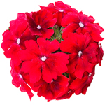 Verbena Vera Trailing Scarlet